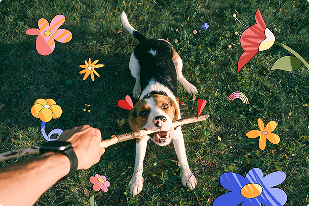 A beagle dog chewing on a stick held by a person